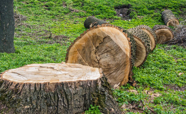 How-to-get-rid-of-a-tree-stump