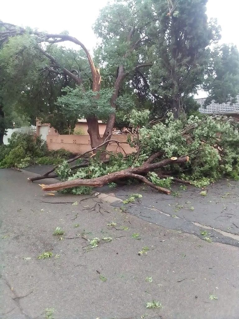 Emergency Tree Removal Boksburg