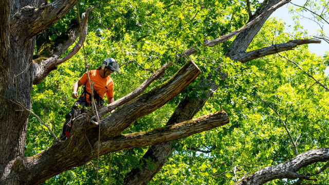 The Importance of Professional Tree Felling in Boksburg